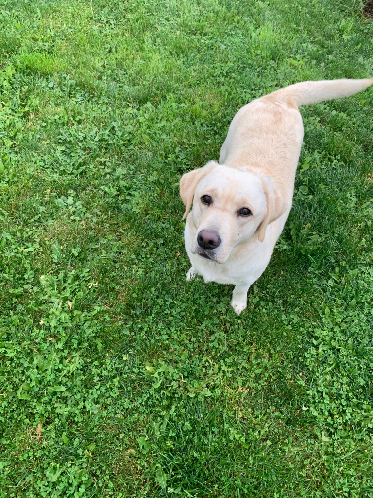 Biszkoptowa Labradorka Arisa