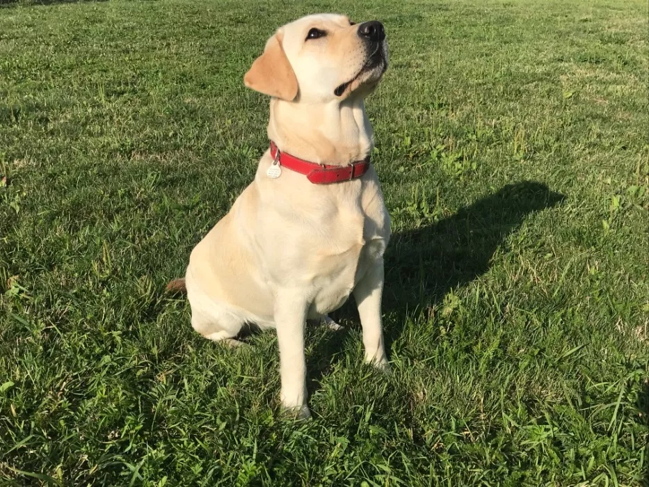 Biszkoptowa labradorka Liwia